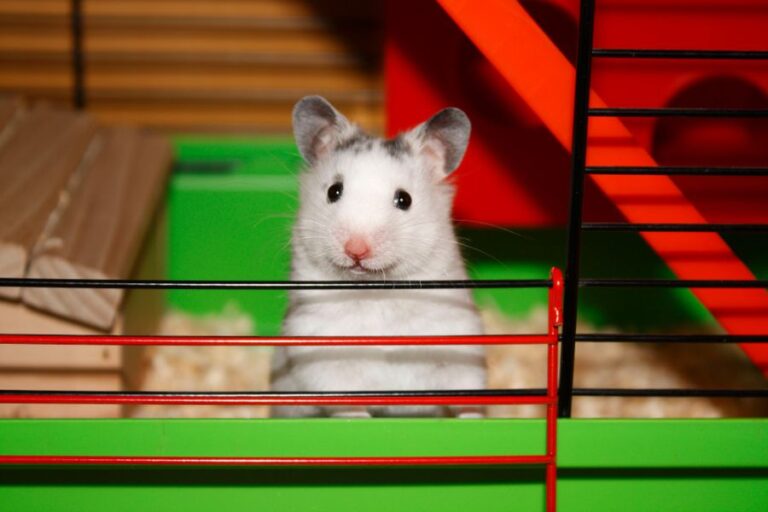 White Hamster Peeking Out of Red and Green Cage