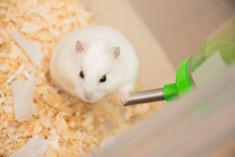 White Hamster With Paw on Water Bottle