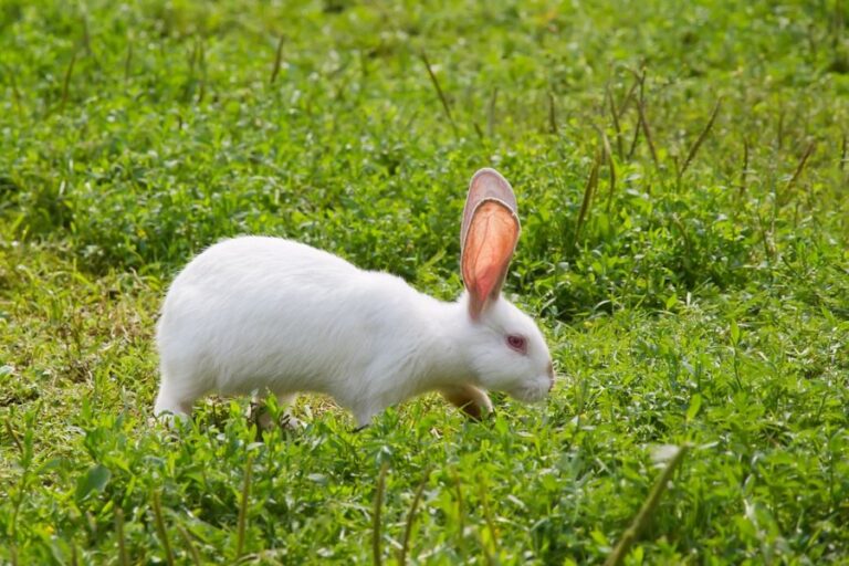 White Pet Rabbit Walking Through the Grass
