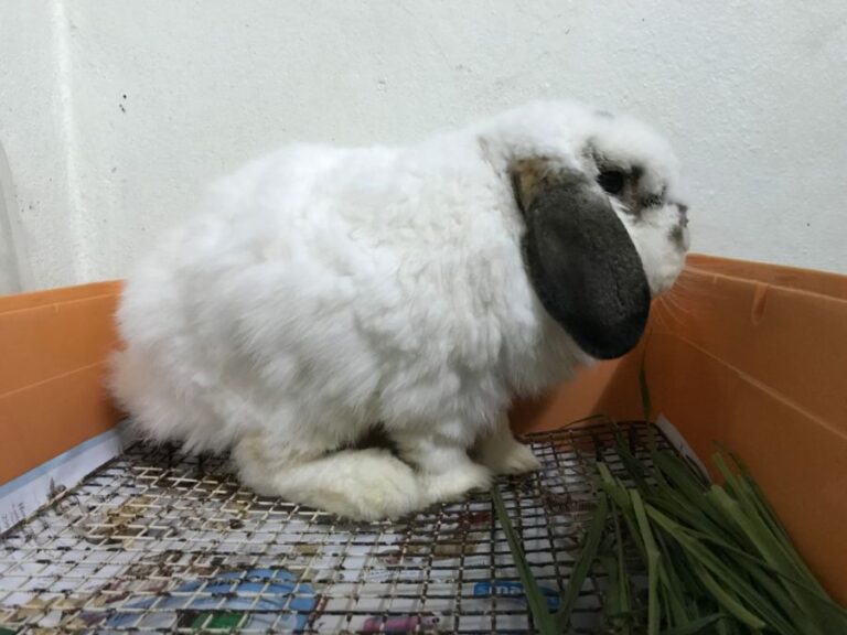 White and Brown Rabbit Hunched Over With Urine Stains on Feet