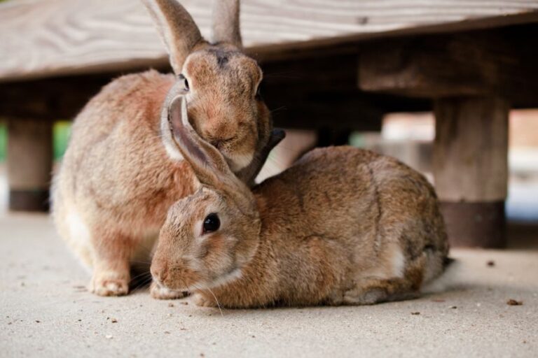 Wild Rabbit Nuzzling Another Outside a Rabbit Hutch