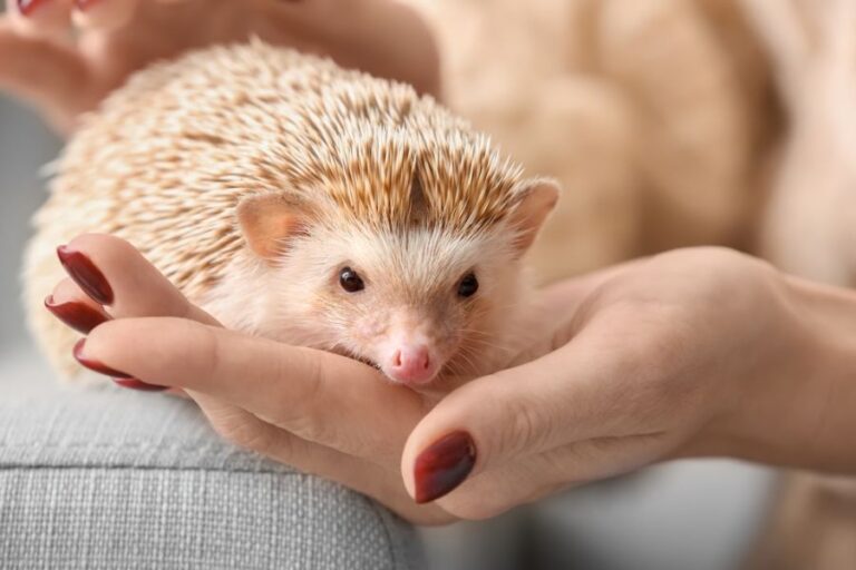 Woman Holding Light-Colored Hedgehog in Hand