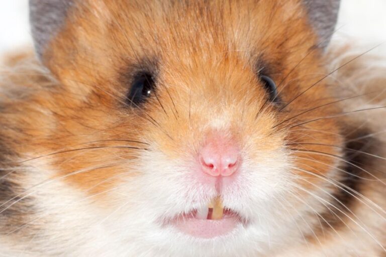 Yellow Teeth on a Syrian Hamster