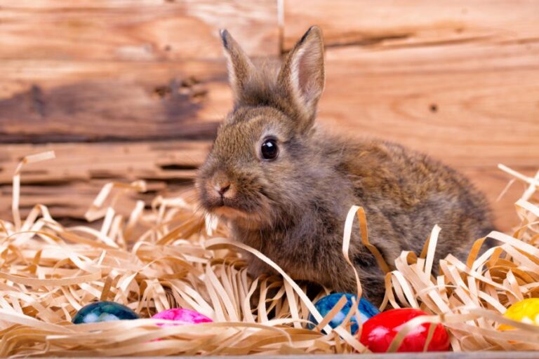 Young, Brown Rabbit in a Homemade Hutch