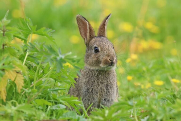 Young, Wild Rabbit Sitting in the Grass