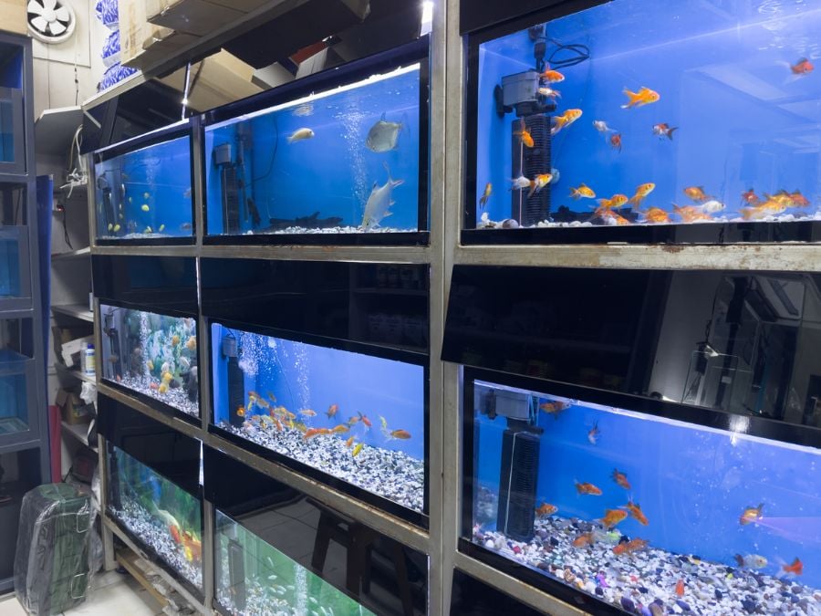 Aquarium Section of Pet Store