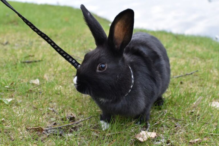 Black and White Rabbit on a Leash Outside