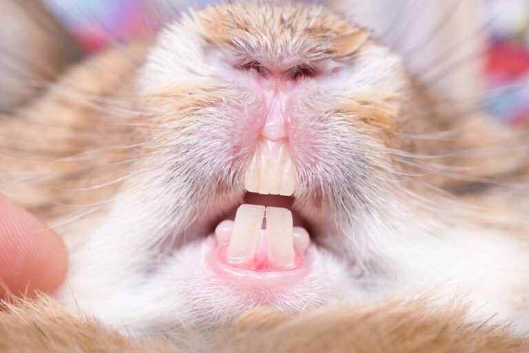 Closeup of an Orange and White Rabbit's Teeth