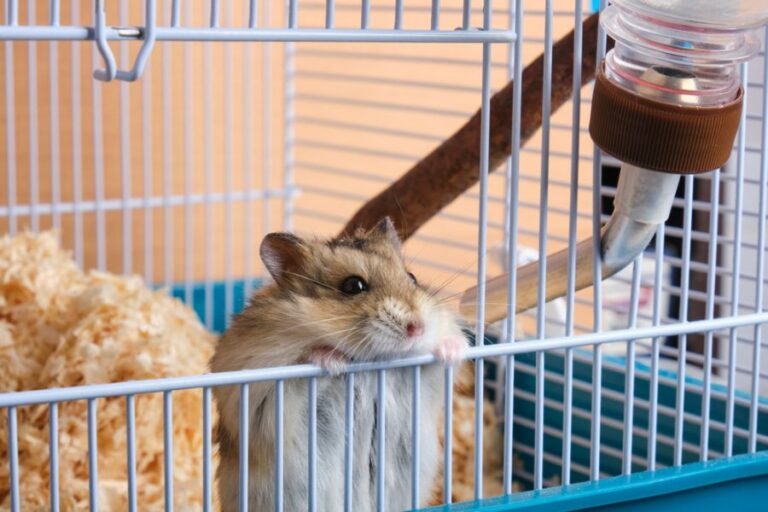 Dzungarian Hamster Peeking Out of Cage