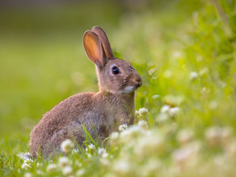 European Wild Rabbit in an Open Field