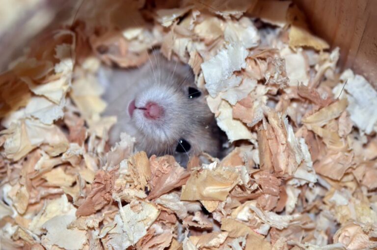 Hamster Burrowed Into Bedding and Hiding