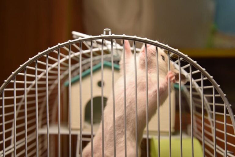 Hamster Hanging From the Bars of a Cage