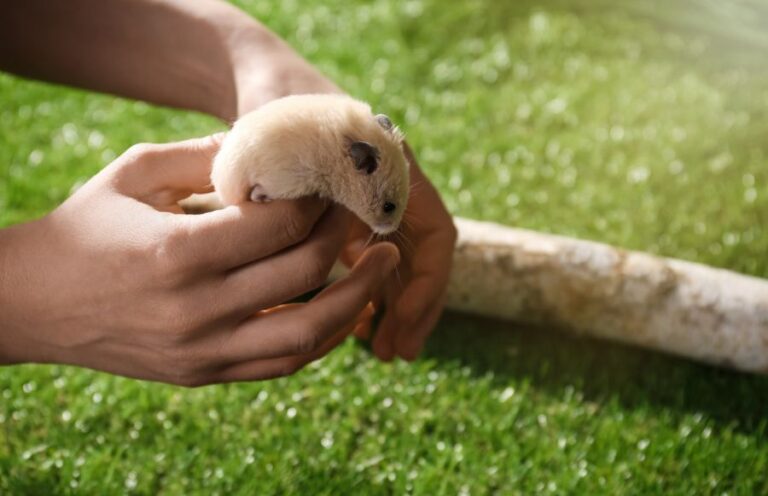 Why Is My Hamster Not Moving? (6 Common Reasons) - Fur, Wings, & Scaly ...