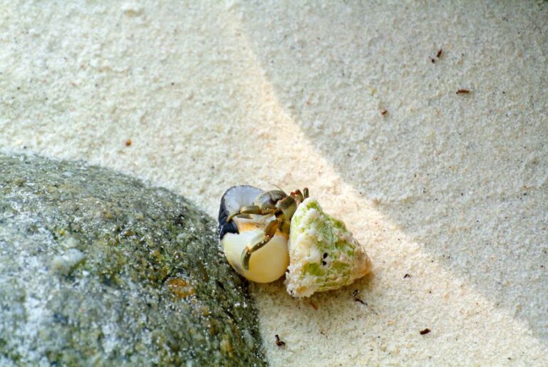 Hermit Crab Changing Between Two Shells