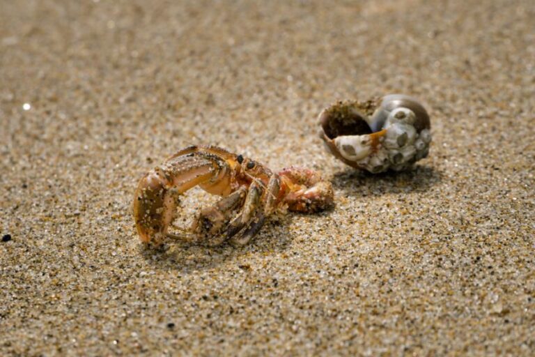 Hermit Crab Changing to a New Shell