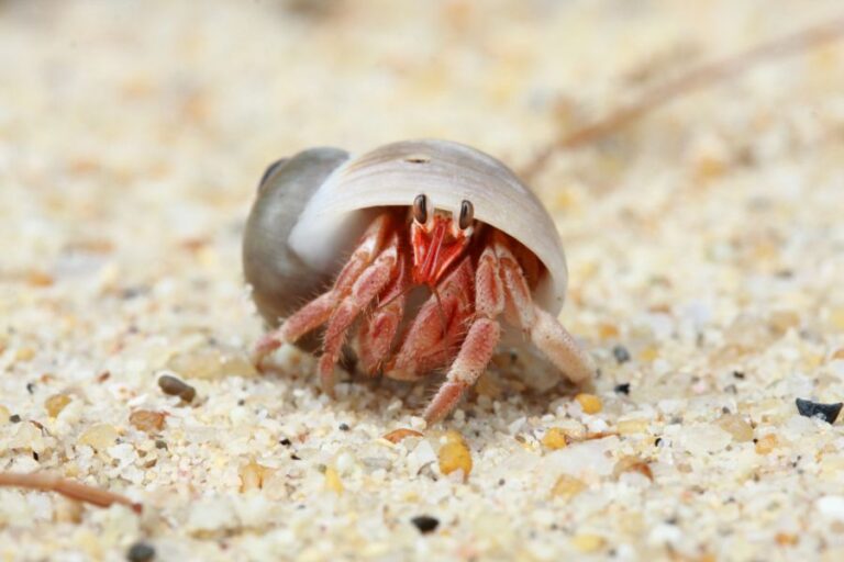 Hermit Crab Looking at Camera on Sand