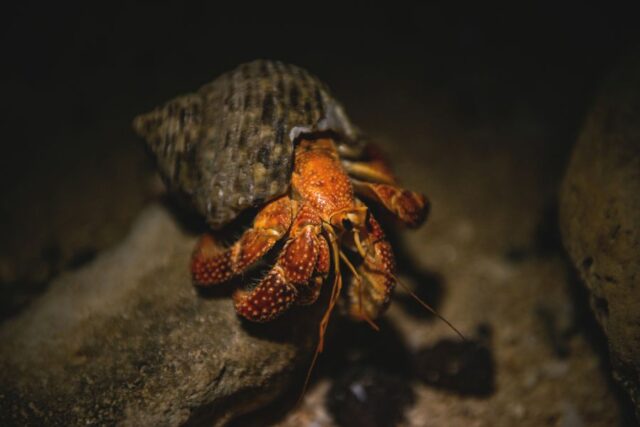 5 Reasons Why Hermit Crabs Bury Themselves - Fur, Wings, & Scaly Things