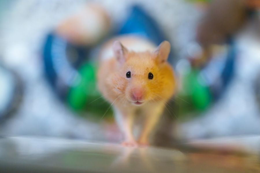 Orange Hamster Looking Right at the Camera