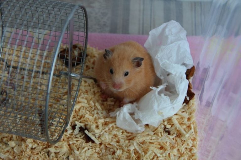 Orange Hamster Sitting in Corner of Cage With a Napkin