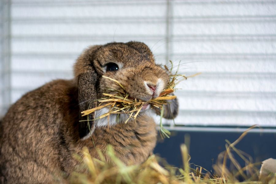 Rabbit Eating Hay