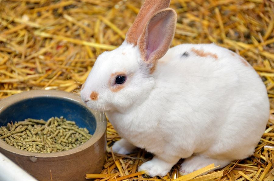 Rabbit Eating Pellets in a bed of Straw