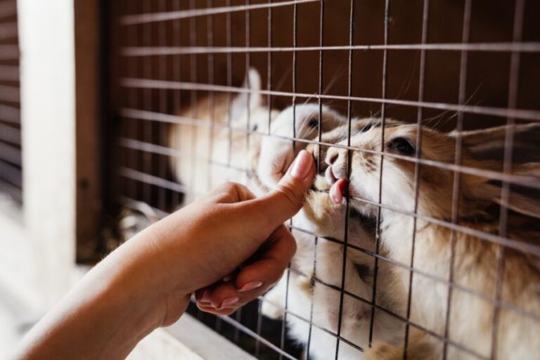 Rabbits Licking a Woman's Thumb Through Chicken Wire