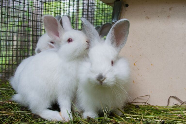 Several Fluffy White Rabbits in a Rabbit Hutch