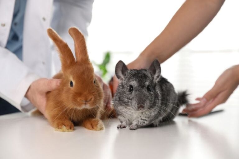 Veterinarians Examining a Red Rabbit and a Gray Chinchilla