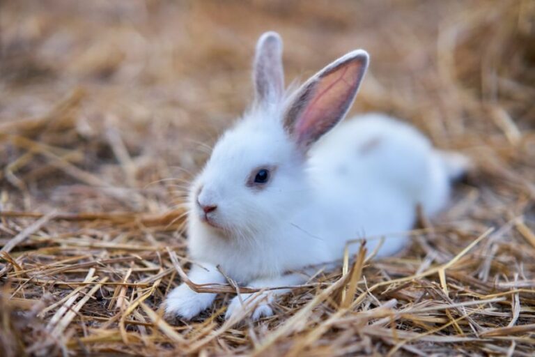 White Rabbit Relaxing in Straw Bedding