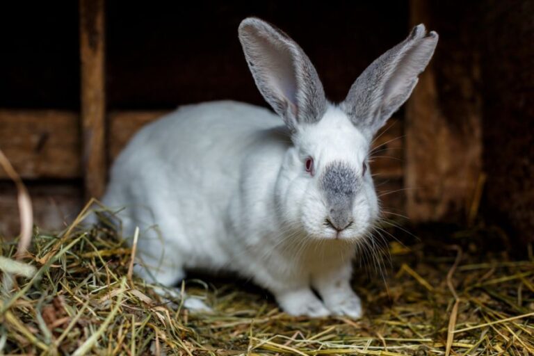 White and Gray Rabbit Standing in Straw in Rabbit Hutch