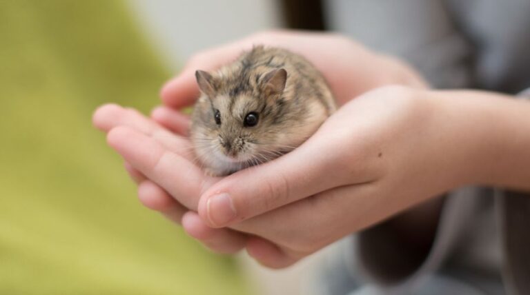 Young Girl Holding a Dwarf Hamster in her Hands