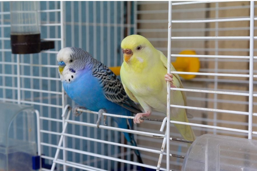 Birds in Bird Cage with Door Left Open