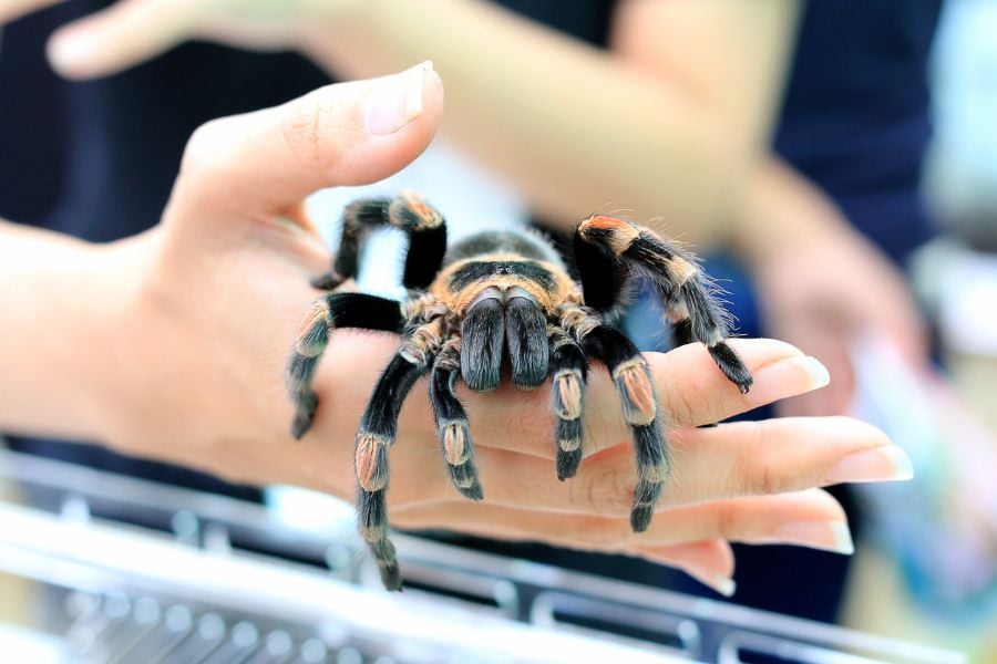 Tarantula in Woman's Hand