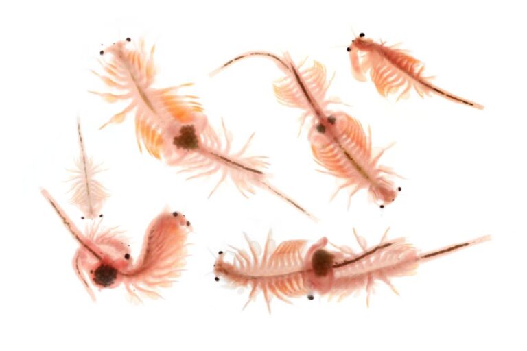Artemia Brine Shrimp on a White Background