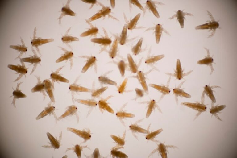 Artemia Larvae Seen Under a Microscope