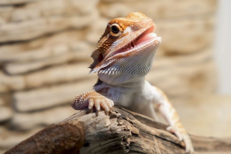 Baby Bearded Dragon With Mouth Open Resting on a Piece of Wood