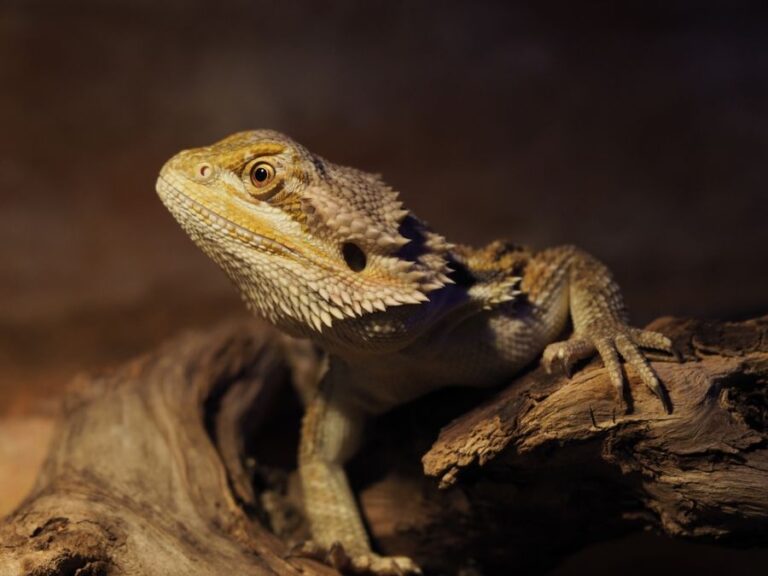 Bearded Dragon Resting on a Piece of Wood in a Dark Terrarium