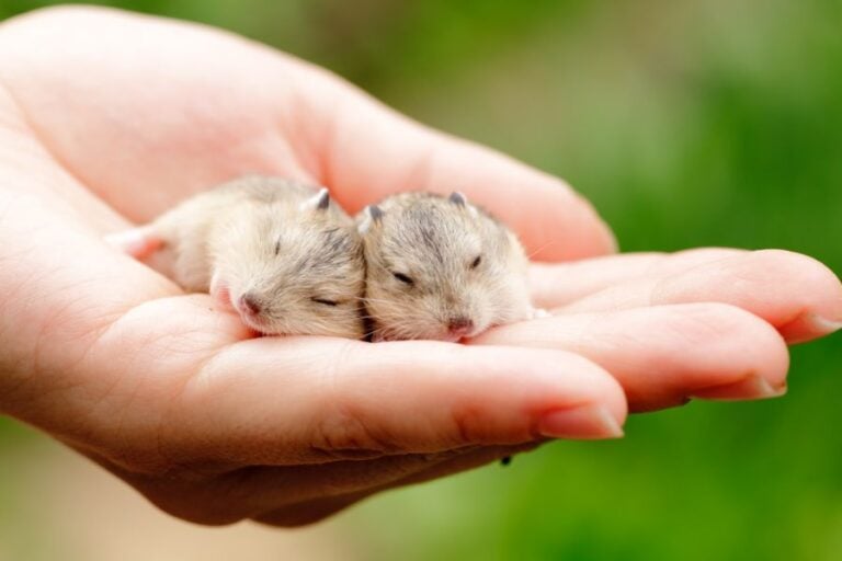 Closeup of Two Baby Hamsters in a Woman's Hand
