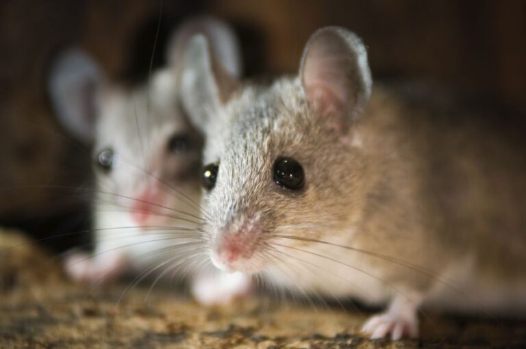 Closeup of Two Mice in a Nest