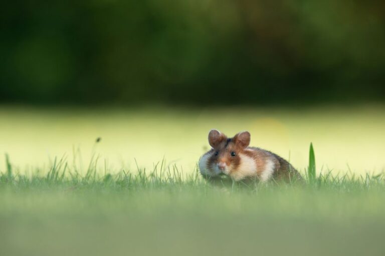 European Hamster Foraging for Food