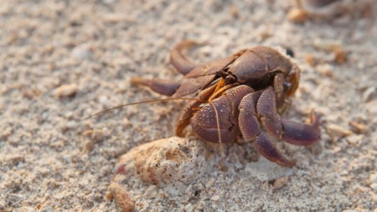 Hermit Crab Without a Shell Sitting in the Sand
