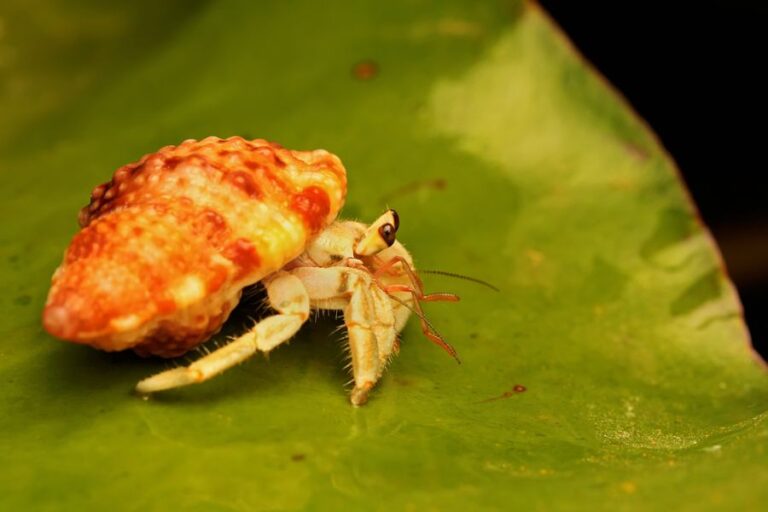 Hermit Crab on a Leaf