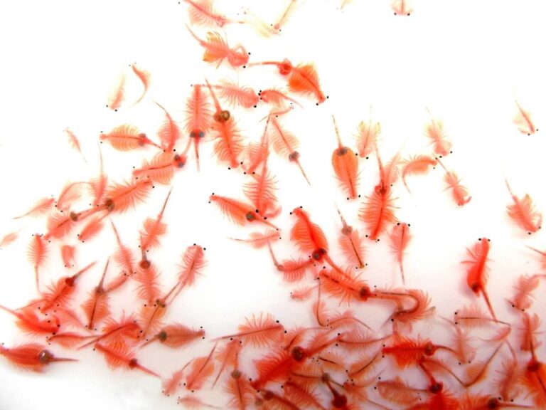 Lots of Artemia Clustered on a White Background