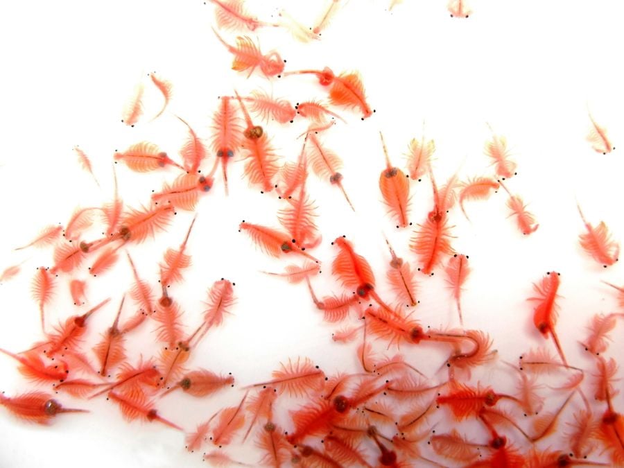 Lots of Artemia Clustered on a White Background