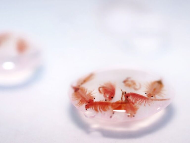 Several Brine Shrimp in a Bubble of Water on a White Background