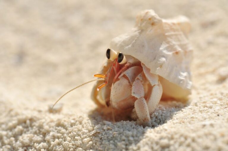 Small Hermit Crab Sitting in the Sand