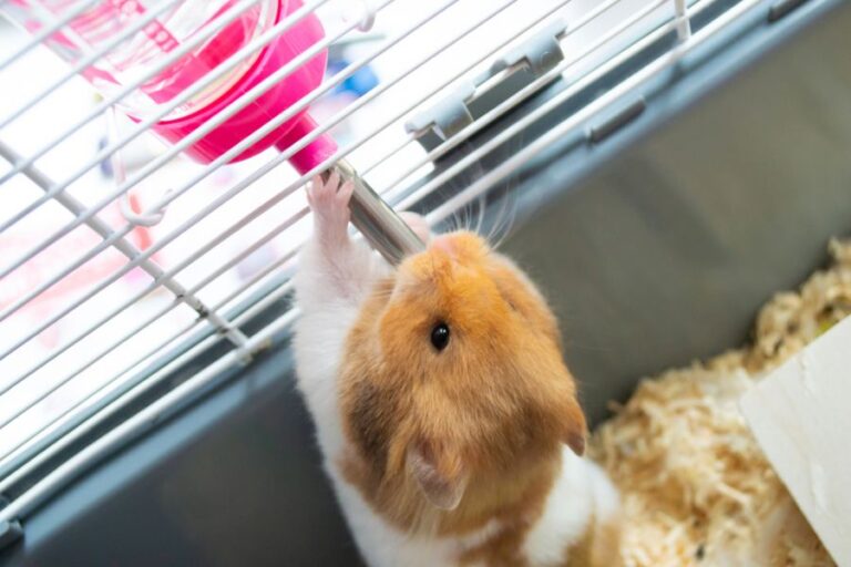 Syrian Hamster Drinking From a Water Bottle