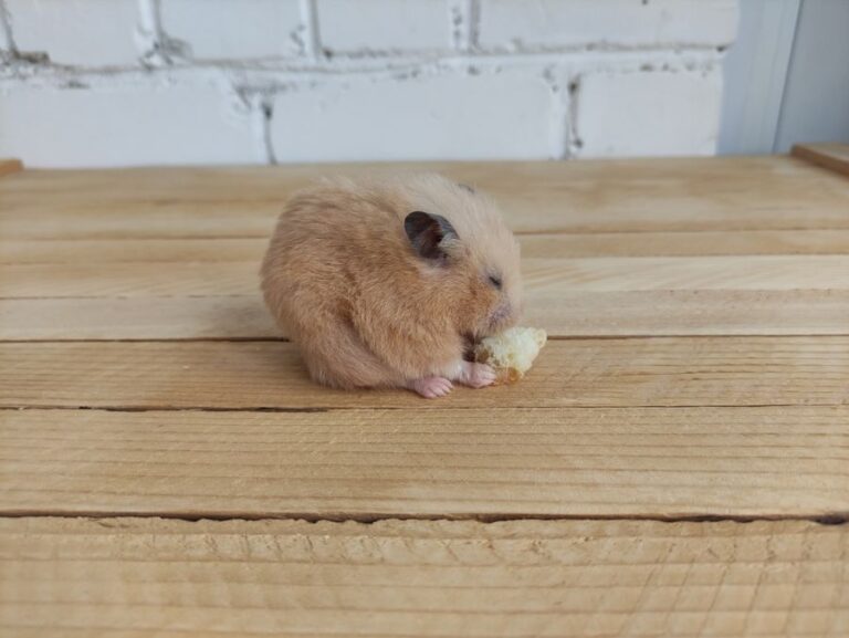 Syrian Hamster Eating Bread With Its Eyes Closed