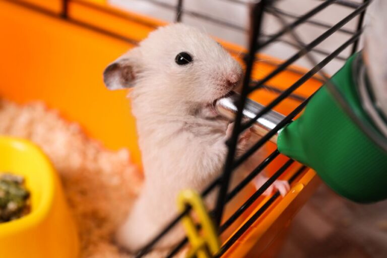 Tan Hamster Drinking From a Water Bottle in Its Cage