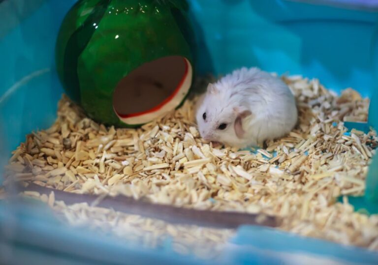 White Female Dwarf Hamster Grooming Herself in Her Cage